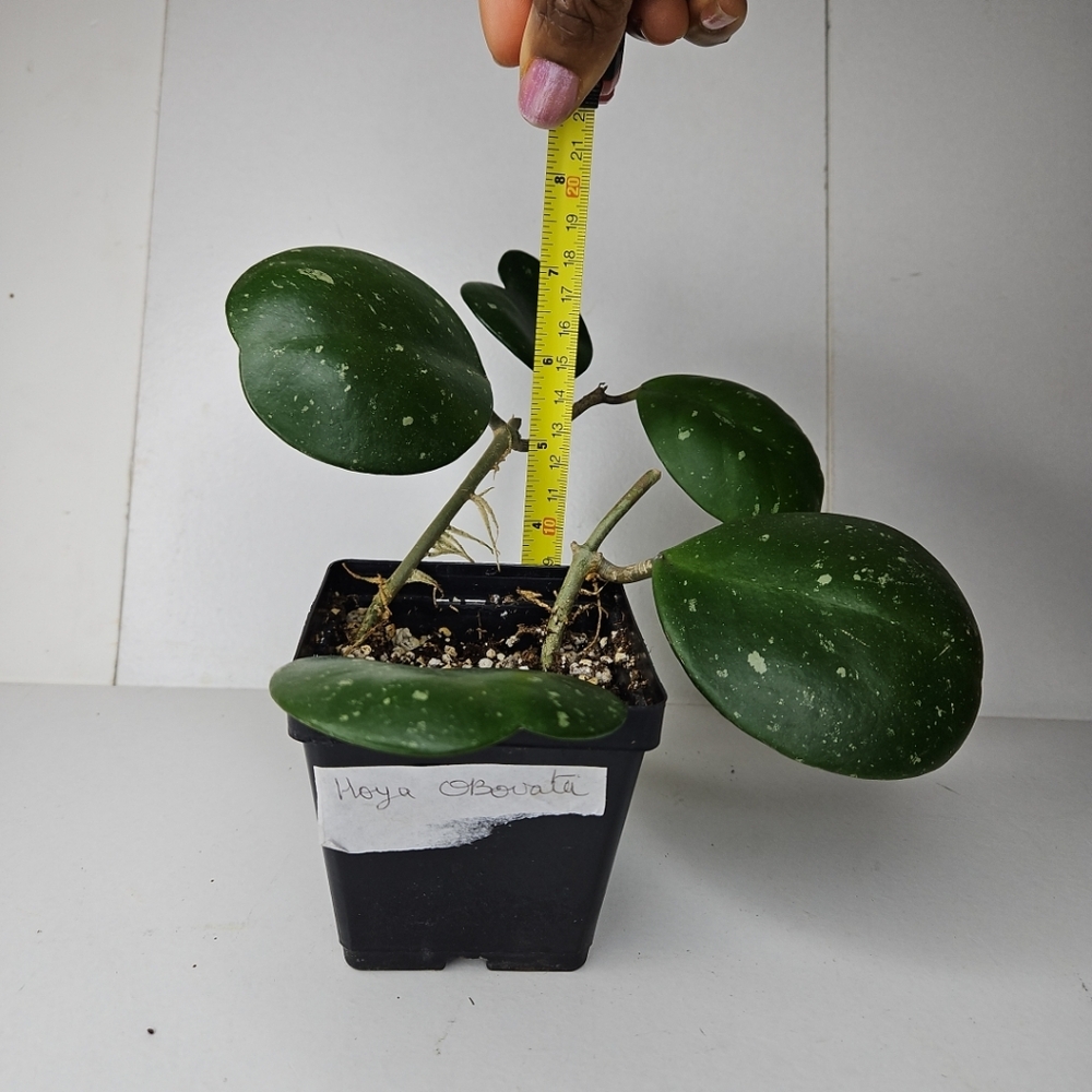 Hoya Obovata - Picture 6 of 10